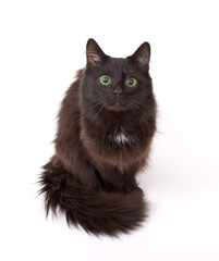 Black cat with beautiful green eyes isolated on white background