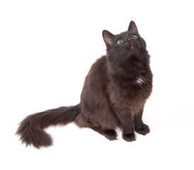 Black cat with beautiful green eyes isolated on white background