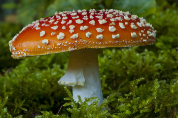 amanite tue-mouches (amanita muscaria)