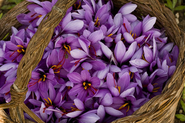 cesta piena di fiori di zafferano