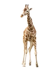 Papier Peint photo Lavable Girafe Giraffe