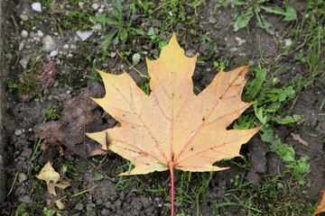 Autumn leaf