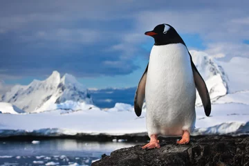 Fototapete Antarktis Pinguin auf den Felsen