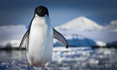 black and white penguin © Goinyk