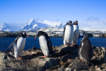 Obraz premium group of penguins