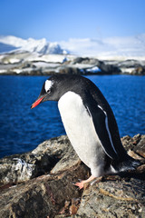 Obraz premium penguin on the rocks