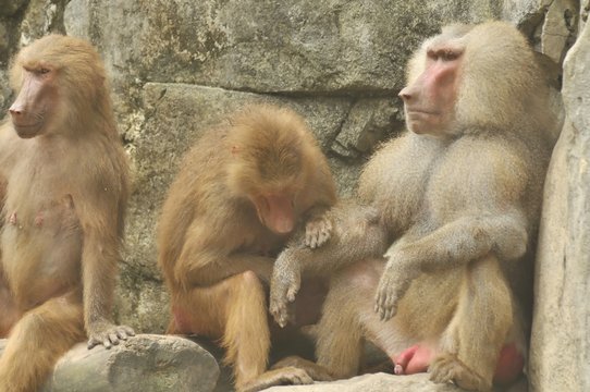 Baboons Resting