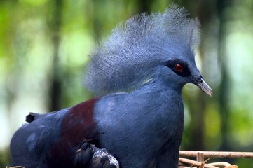 Victoria Crowned Pigeon