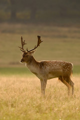 Naklejka na ściany i meble Fallow Deer buck in golden backlight