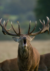 Red Deer stag belowing