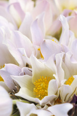 Obraz premium Bouquet of snowdrops