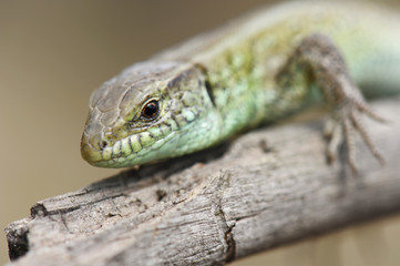 Lizard
