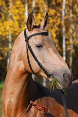 purebred arabian racehorse