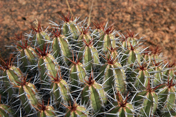 Naklejka na ściany i meble Kaktus im Antiatlas - Marokko