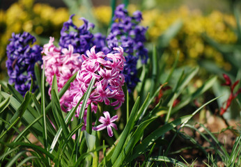 Hyacinths