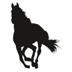 Horse Shadow Equitation Cheval silhouette