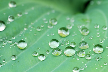 Drops on the leaf