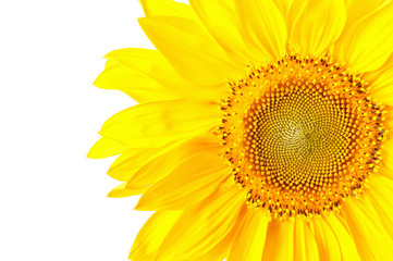 Fototapeta premium Sunflower