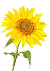 Naklejka premium Sunflower