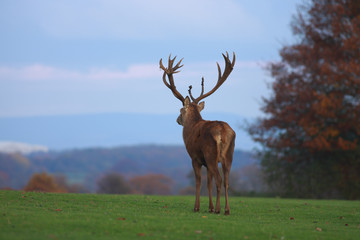 Deer stag gazing at the horizon