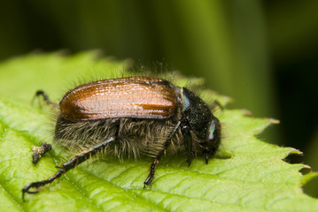 Ogrodnica niszczylistka Phyllopertha horticola © Gucio_55