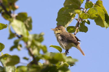 Hypolais polyglotta - Hypolaïs polyglotte - Melodious Warbler