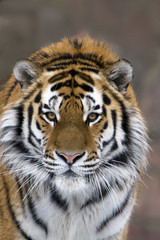 Naklejka premium Tiger