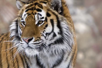 Papier Peint photo Lavable Tigre tigre de Sibérie