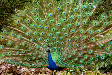 Fototapeta premium Peacocks in Spain