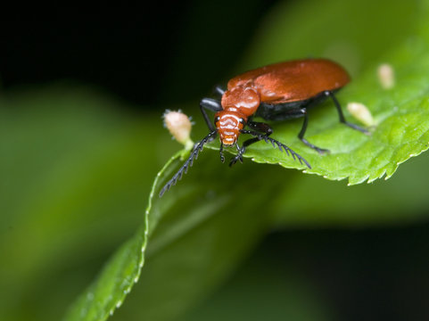 Ogniczek Pyrochroa serraticornis