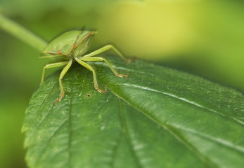 Odorek zieleniak Palomena prasina © Gucio_55