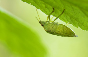 Odorek zieleniak Palomena prasina
