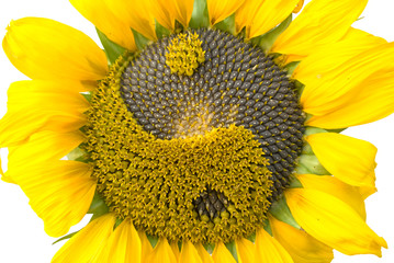 sunflower with the symbol of yin-yang