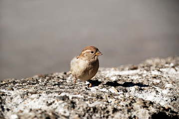 Passer domesticus