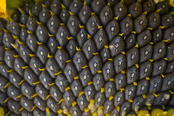 Obraz premium sunflower seeds