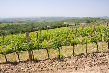 Fototapeta na wymiar Typowy krajobraz Toskanii