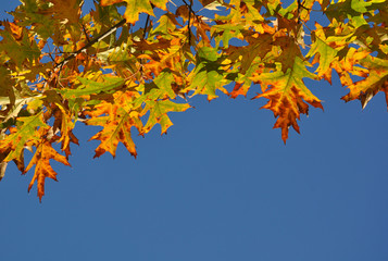 Fototapeta na wymiar Autumn contrast 1
