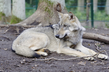 Ein liegender Wolf