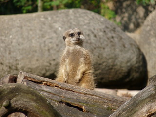 Suricate