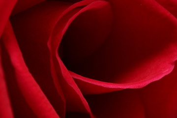 Red Rose Close-up