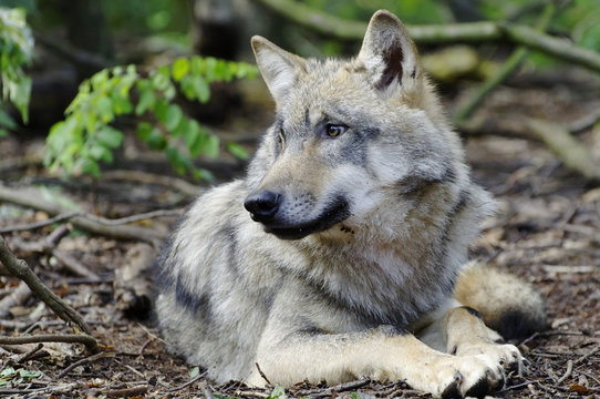 Junger Wolf