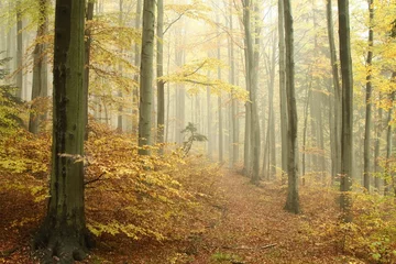Fotobehang Pad in mistig herfstbos in een natuurreservaat © Aniszewski