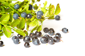 Blueberry bunch