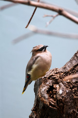 African Pigmy Falcon