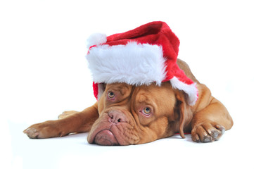 Cute Santa Dog