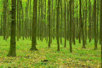 green forest
