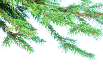 fir tree branches