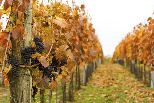 Autumn vineyard with ripe grapes and falling leaves
