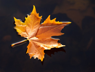 Herbst Laub Blatt im Wasser 2
