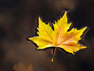 Herbst Laub Blatt im Wasser
